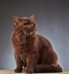 Image showing Brown british shorthair cat