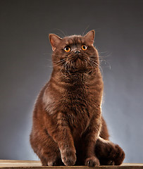 Image showing Brown british shorthair cat