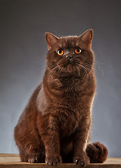 Image showing Brown british shorthair cat