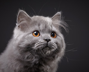 Image showing Gray british longhair kitten