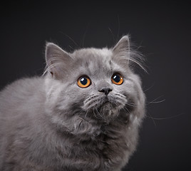 Image showing Gray british longhair kitten