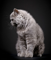 Image showing Gray british longhair kitten