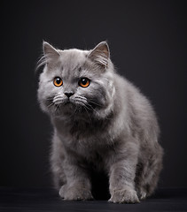 Image showing Gray british longhair kitten