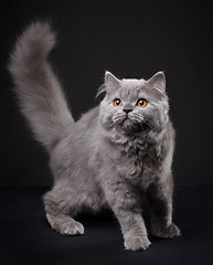 Image showing Gray british longhair kitten