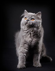 Image showing Gray british longhair kitten