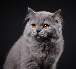 Image showing Gray british longhair kitten