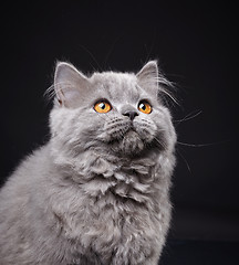 Image showing Gray british longhair kitten