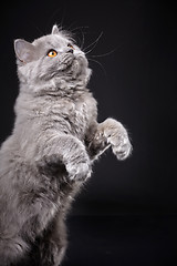 Image showing Gray british longhair kitten