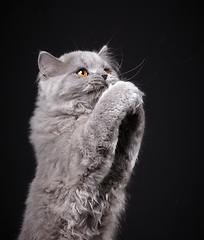 Image showing Gray british longhair kitten