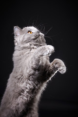 Image showing Gray british longhair kitten