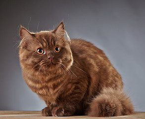 Image showing brown british longhair kitten