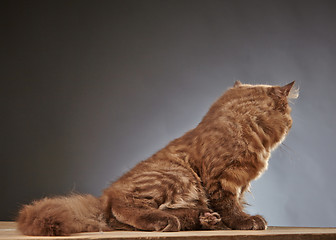 Image showing brown british longhair kitten