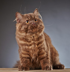 Image showing brown british longhair kitten