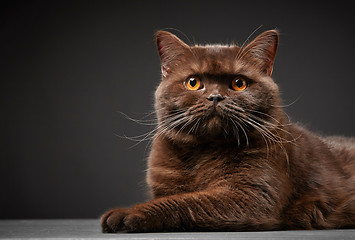Image showing Brown british shorthair cat