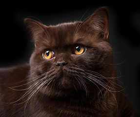 Image showing Brown british shorthair cat