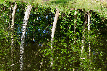 Image showing Ripple lake water surface birch tree reflections 