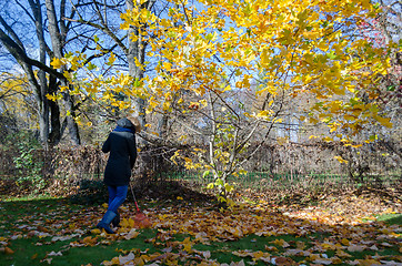 Image showing Gardener girl rake golden leaves under tree 