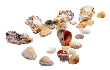 Image showing Seashells isolated on white background