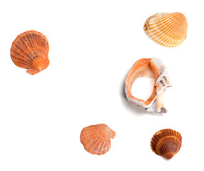Image showing Seashells and broken rapana 
