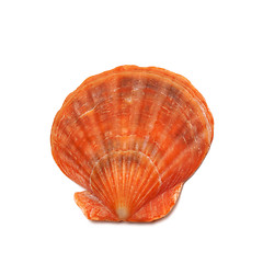 Image showing Scallop shell isolated on white background