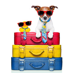 Image showing dog on vacation