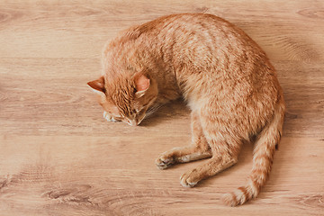 Image showing Red Cat