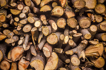 Image showing Pile Of Wood Logs