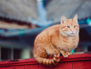 Image showing Red Cat Sitting On The Fence