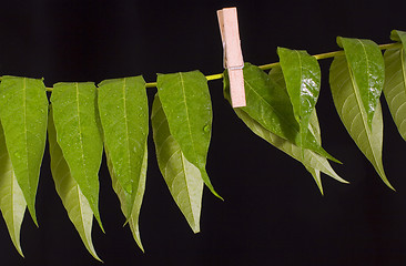 Image showing drying web leaves