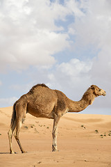 Image showing Camel in Wahiba Oman