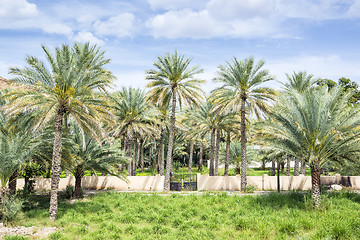 Image showing Palms Birkat al mud