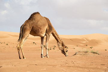 Image showing Camel in Wahiba Oman