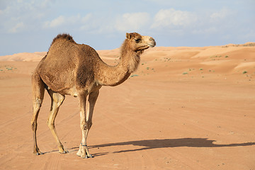 Image showing Camel in Wahiba Oman