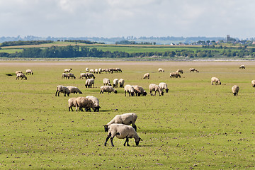 Image showing Sheep in Normandy