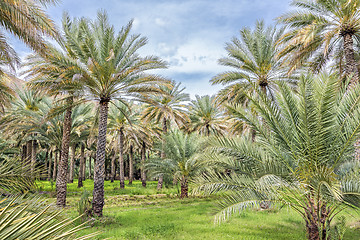 Image showing Palms Birkat al mud