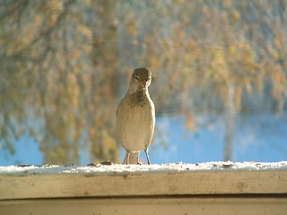 Image showing birdie