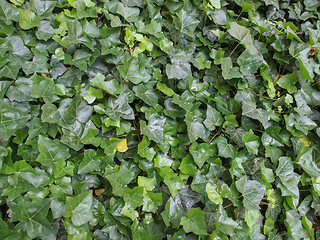 Image showing Ivy leaves