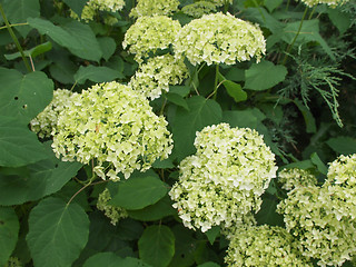 Image showing Hortensia flower