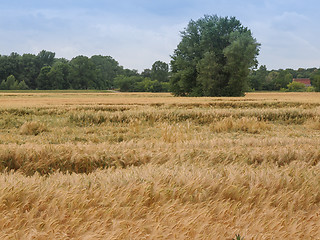 Image showing Barleycorn field