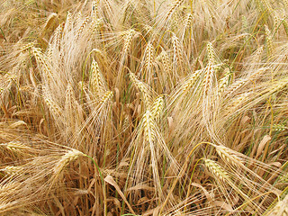 Image showing Barleycorn field