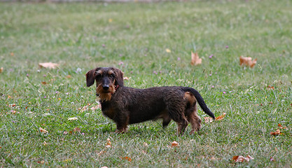 Image showing Coarse haired dachshund