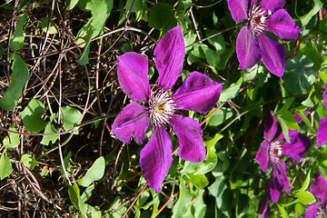 Image showing Clematis