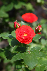 Image showing Rose