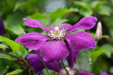 Image showing Clematis