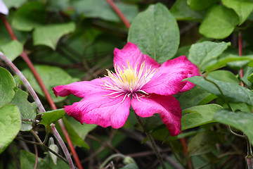 Image showing Clematis