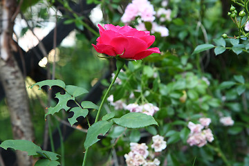 Image showing Rose