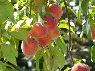 Image showing Some ripe peaches on a peach tree