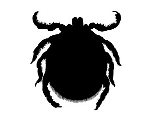 Image showing The black silhouette of a tick on white