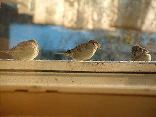 Image showing birdies