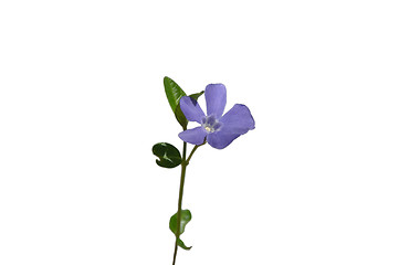 Image showing Lesser periwinkle